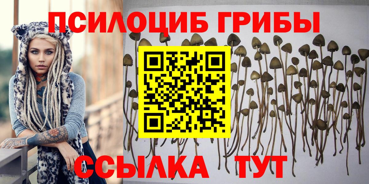 Михайловск  Псилоцибиновые грибы прущие грибы  закладки  Вход с VPN 